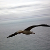   Sea-gull